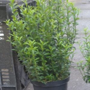 microphyllus euonymus (Euonymus japonicus microphyllus)