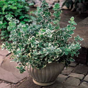 Wintercreeper (Euonymus fortunei "Emerald Gaiety")