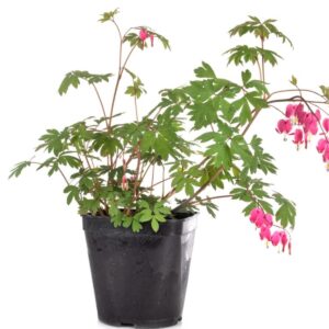 Bleeding Heart (Dicentra spectabilis)