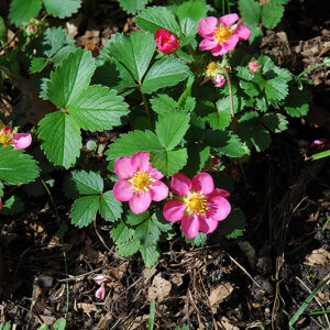 Pink Panda Strawberry (Fragaria 'Pink Panda')