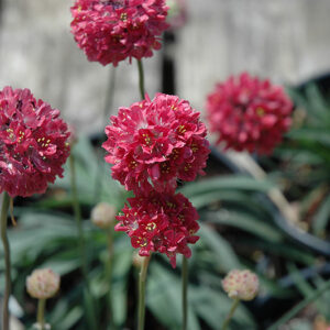 Joystick Red thrift (Armeria maritima 'Joystick Red')