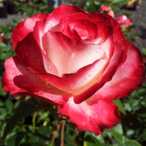 Modern Fire Rose (Rosa x modern fire)