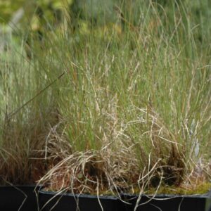 Idaho fescue (Festuca idahoensis)