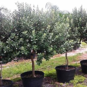 pineapple guava (Feijoa sellowiana)