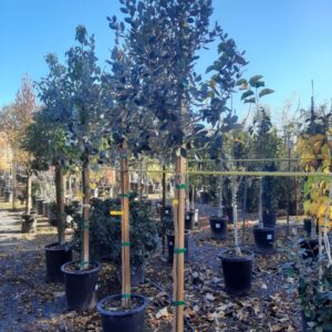 pineapple guava (Feijoa sellowiana)