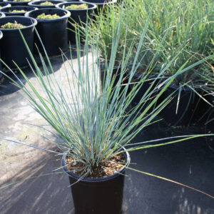California fescue (Festuca californica)
