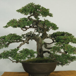 Mini Cedar (Cryptomeria japonica)