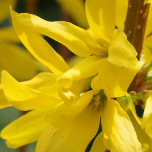 Lynwood Gold (Forsythia x intermedia)