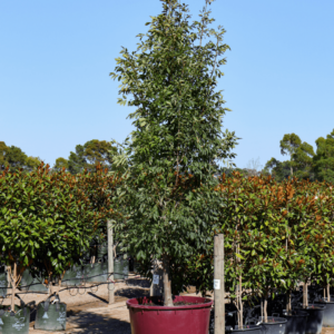 Green Ash (Fraxinus pennsylvanica)