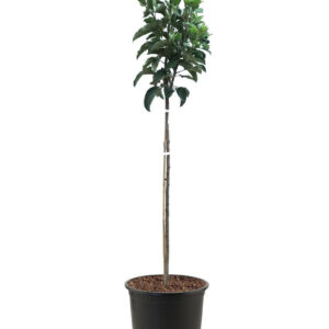 Fuji (Malus domestica)