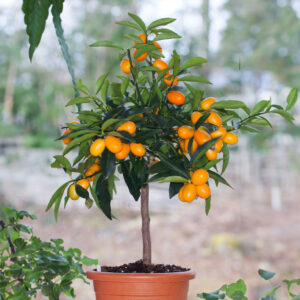 Fukushu kumquat (Fortunella margarita)