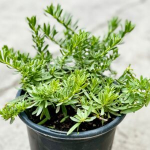 California myrtle (Myoporum putahense)