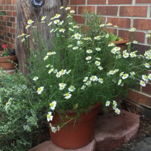 Chamomile (Matricaria chamomilla)