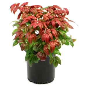 Heavenly Bamboo 'Fire Power' (Nandina domestica 'Fire Power')