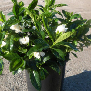 Gardenia (Gardenia jasminoides)