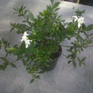 creeping gardenia (Gardenia radicans)