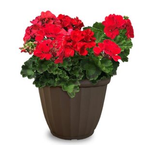 Sonal Red (Pelargonium x hortorum)