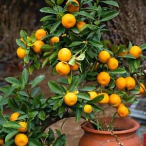 Gold Nugget Mandarin (Citrus reticulata)