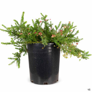 Coastal Gem Grevillea (Grevillea 'Coastal Gem')