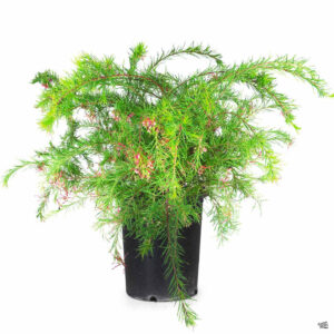 Noell's grevillea (Grevillea noellii)