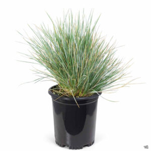 Blue Oat Grass (Helictotrichon sempervirens)