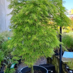 Trident Maple (Acer buergerianum)