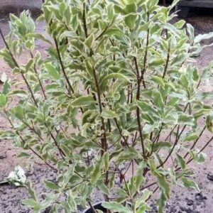 blonde pittosporum (Pittosporum eugenioides)