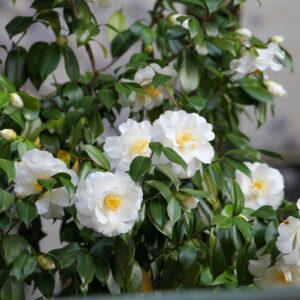 Setsugekka (Camellia sasanqua)