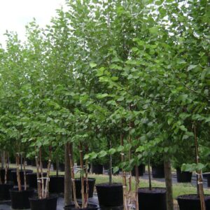 Heritage River Birch (Betula nigra 'Heritage')