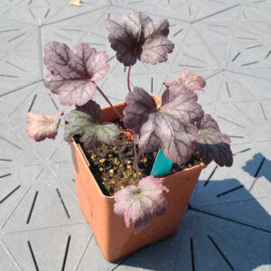 Amethyst Mist Coral Bells (Heuchera amethyst mist)