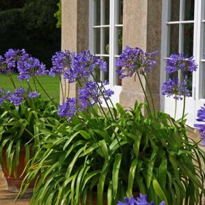 Blue African Lily (Agapanthus africanus)