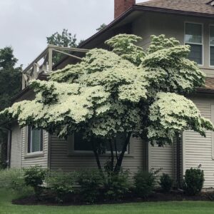 Kousa dogwood (Cornus kousa)
