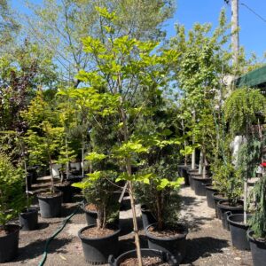 Flowering Dogwood (Cornus florida)