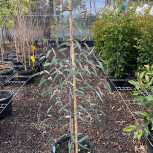 Pink Gum (Eucalyptus leucoxylon rosea)