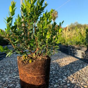 Common myrtle (Myrtus communis)