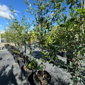 Southern Live Oak (Quercus virginiana)