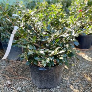 Shishigashira (Camellia sasanqua)