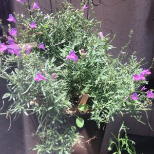 Margarita Beardtongue (Penstemon margaritae)