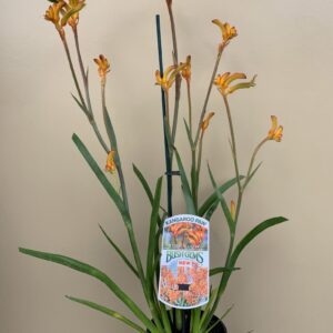 Kangaroo Paws Yellow (Anigozanthos flavidus)