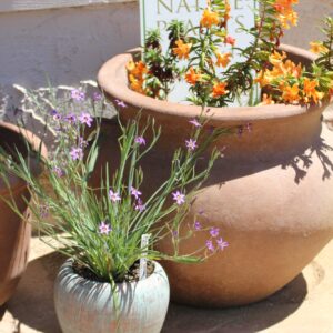Blue-eyed grass (SISYRINCHIUM bellum)