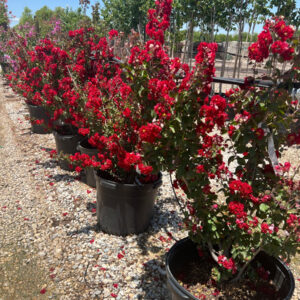 Dynamite Red Crape Myrtle (LAGERSTROEMIA DINAMINTE RED)