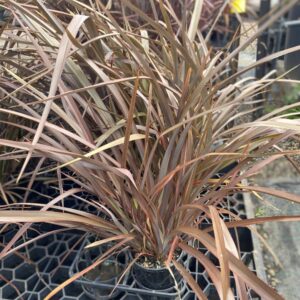 New Zealand Flax (Bronze Baby) (Phormium 'Bronze Baby')