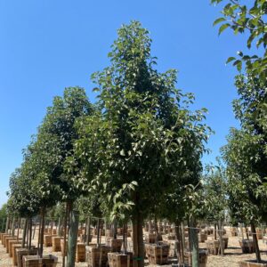 Red Spire (Pyrus calleryana)