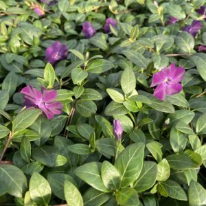 Periwinkle (Vinca minor 'Golden')
