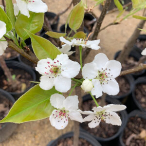 Hosui pear (Pyrus hosui)