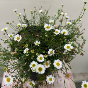 Santa Barbara daisy (Erigeron glaucus)