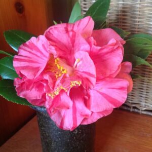 Mrs. Charles Cobb (Camellia japonica 'Mrs. Charles Cobb')