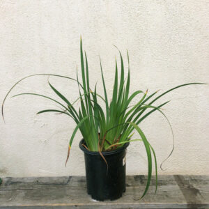 Pacific Coast Iris (Iris douglasiana)