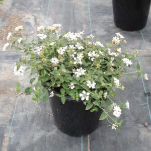 Trailing Lantana (LANTANA Trailing White)