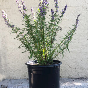woolly bluecurls (Trichostema lanatum)